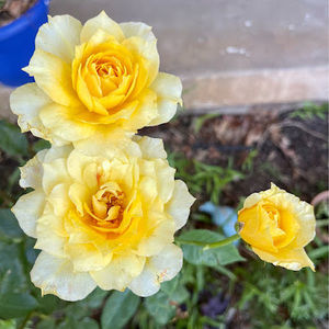 Meet your Posher, Adrienne